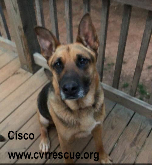 Cisco